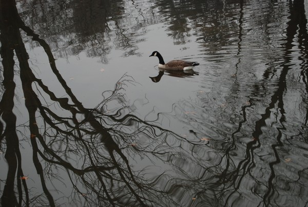 Floating through the Trees