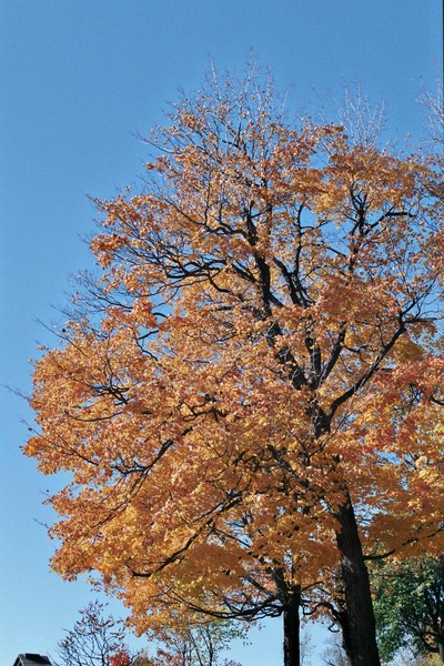 Autumn