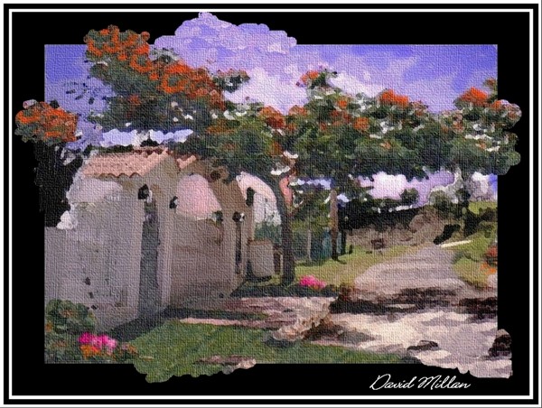 Flamboyan Trees