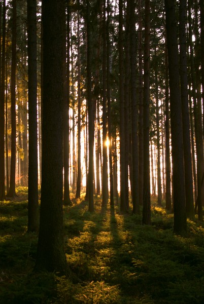 sunset in the forest