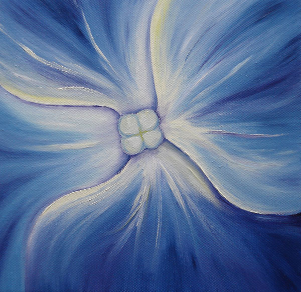 Hydrangea