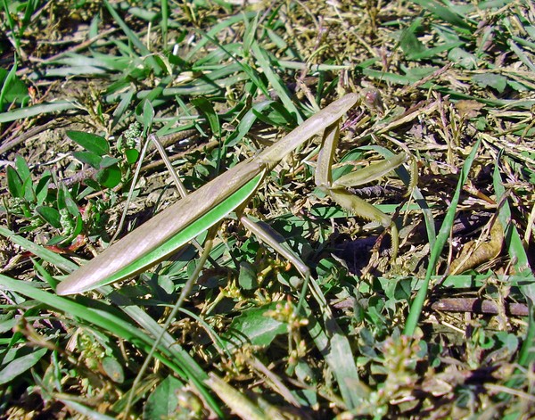 praying mantis 
