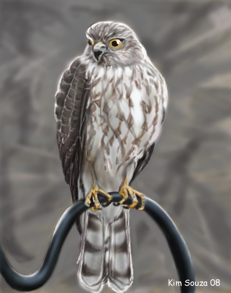 Hawk