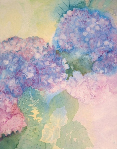 hydrangea2