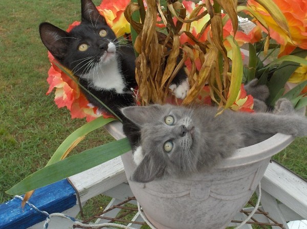 Pussy Willows