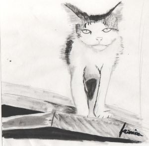 cat