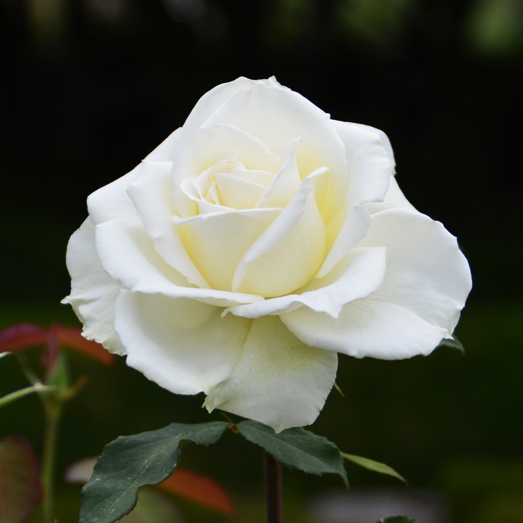 White rose 