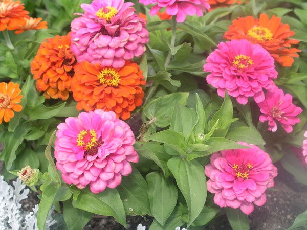 Floral #10