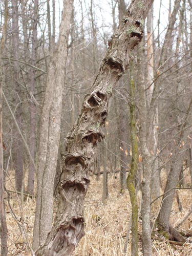 Chorus Tree