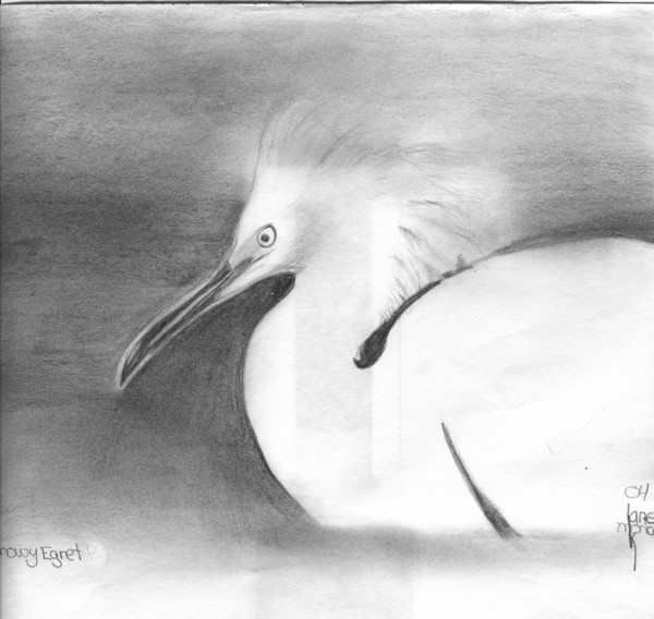 Florida Bird