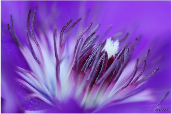 Color Purple