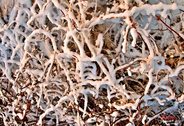 A snow abstract !