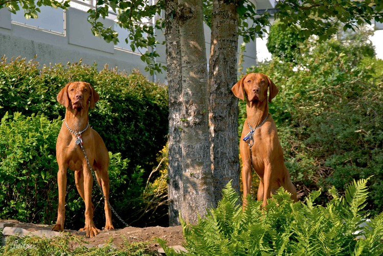  Vizsla dogs.