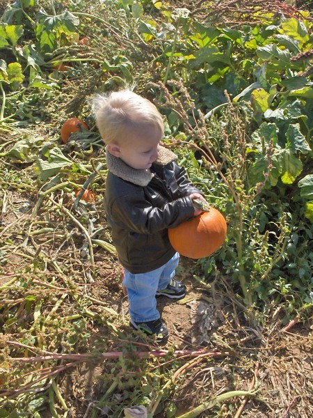 Pumpkin Picking