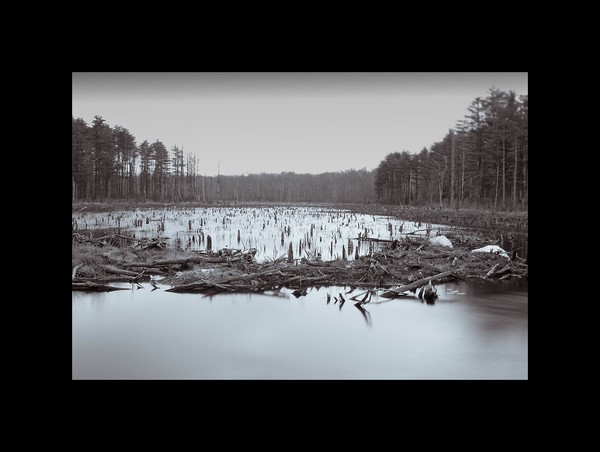 Beaver Pond