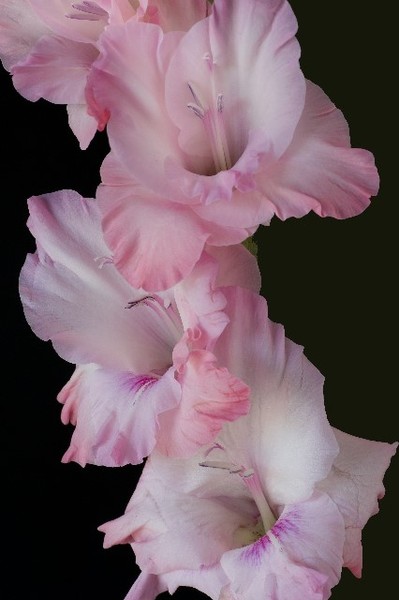 Gladiola Tango - Don't Blush