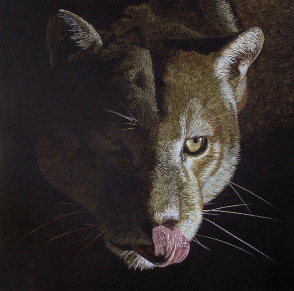 Cougar Night