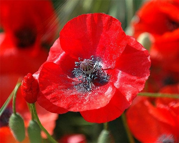 Remember.....11 November...