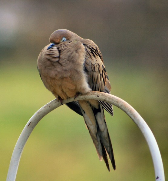 Mourning Dove 2