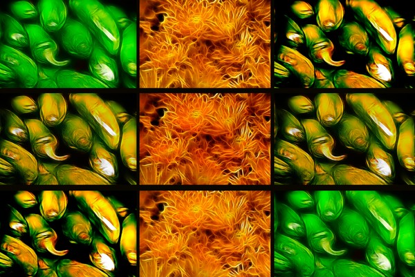 Peppers Roasted in Fractal Flames