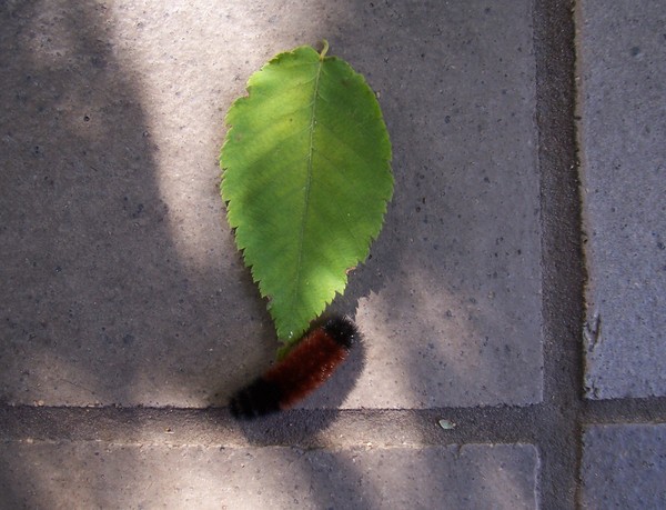 Square of life