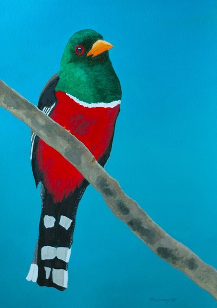 Masked Trogon