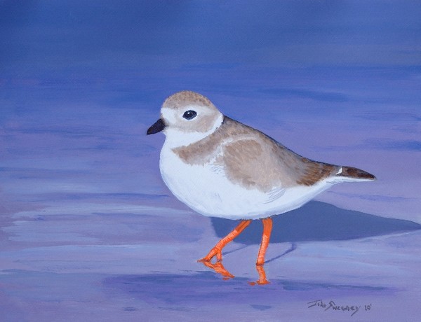 Piping Plover