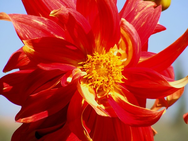 A Flower For Gerry
