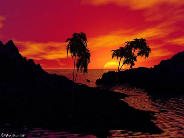 Tropic Night