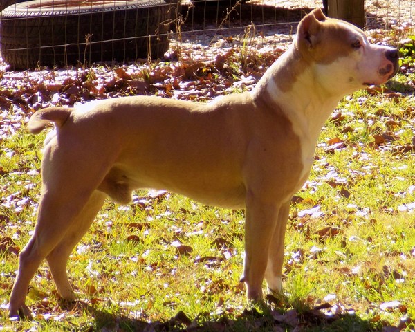 Walkeye