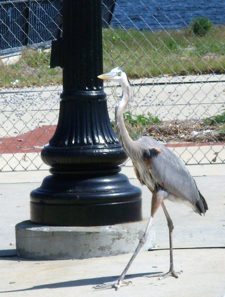 Great Blue Heron