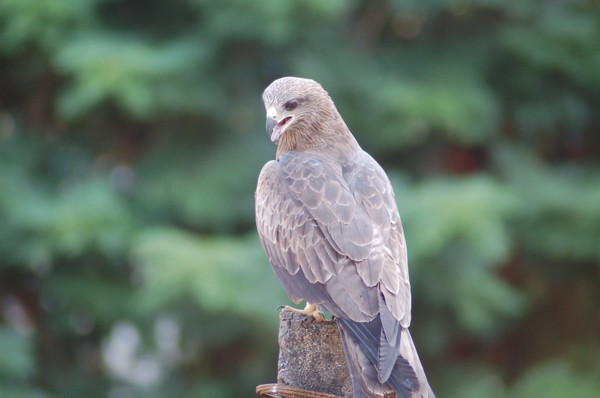 Hawk