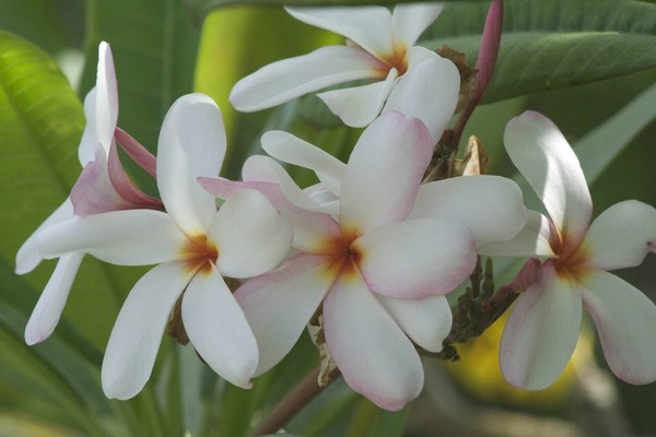 Flowers of the Island