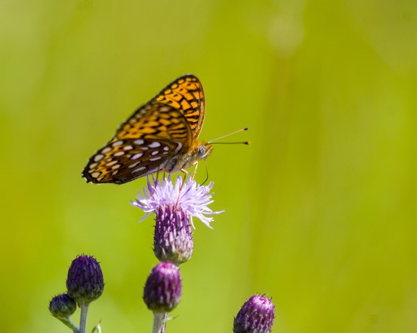  Aphrodite Fritillary 