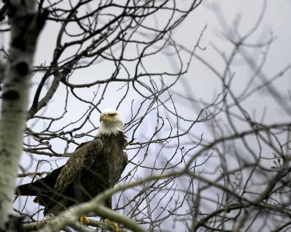 Bald Eagle