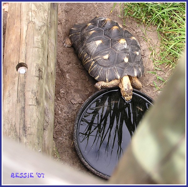 Thirsty Turtle