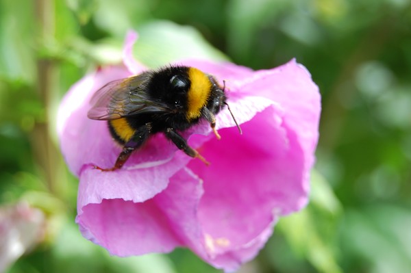 bee on hibiscus