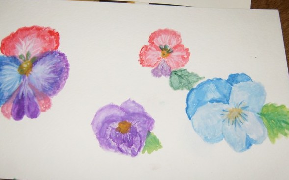 Pansy