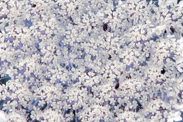 Queen Anne's Lace