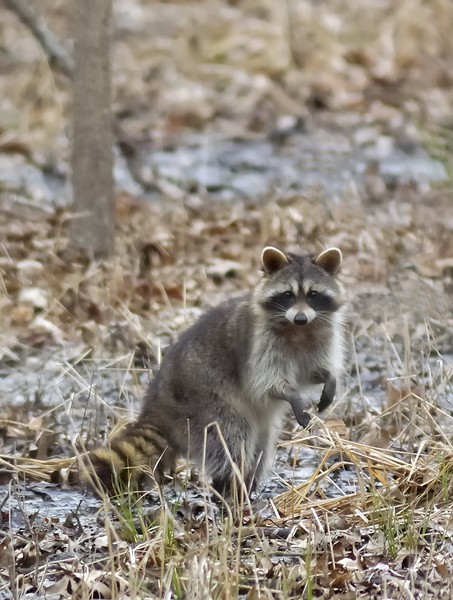 Raccoon II