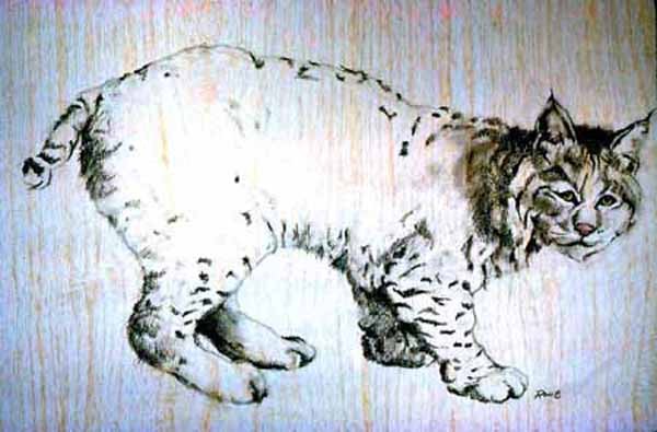 B-W Bobcat