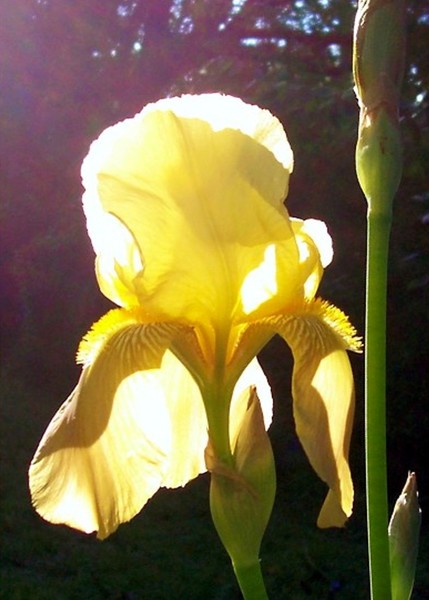 The Yellow Dress. Photo. 
