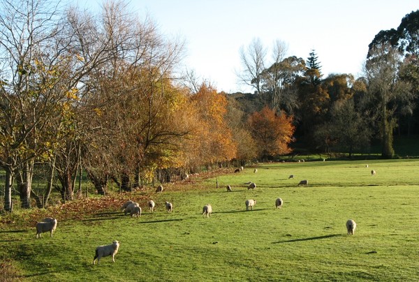 Miss Ewe in the Morning