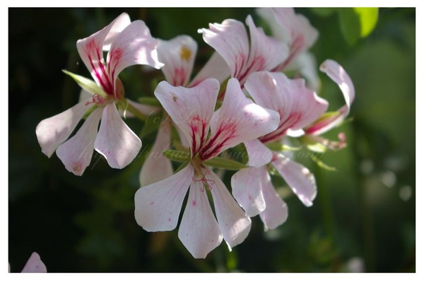 Macro Flowers 03