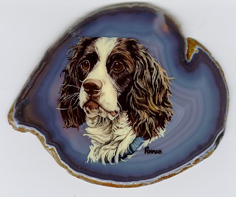 Springer Spaniel