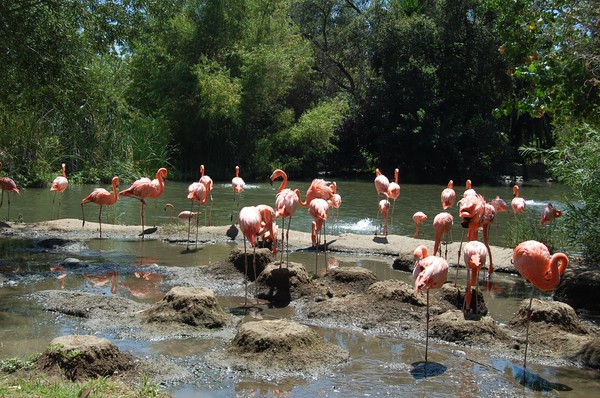 Flamingos