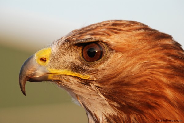 Red Tail