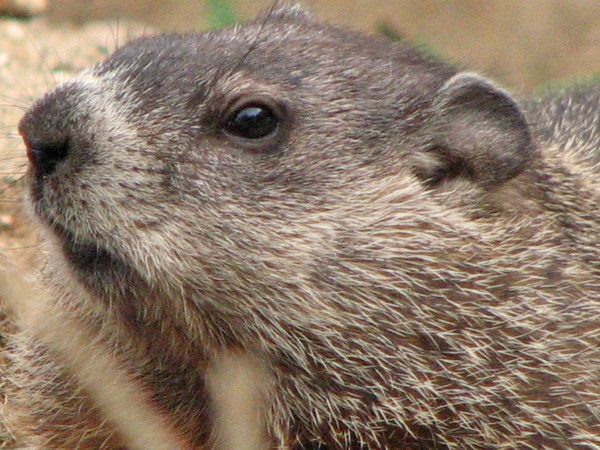 hog of the ground