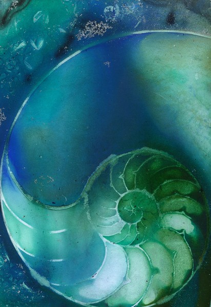 Nautilus Shell #61