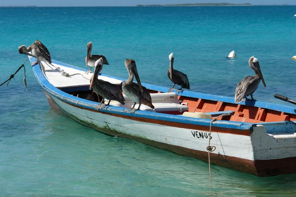 Pelicans